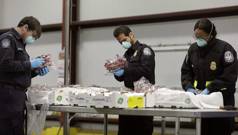 U.S. Customs and Border Protection Office of Field Operations agricultural specialists inspect fruit shipments arriving at the Port of Philadelphia in Philadelphia, Pa., April 16, 2020. CBP photo by Glenn Fawcett